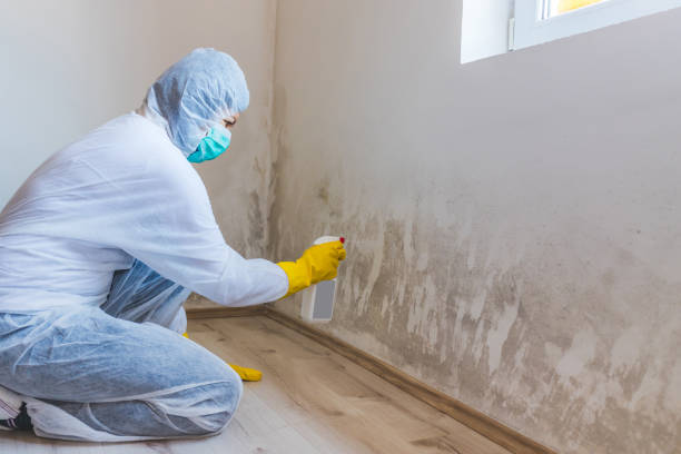 Licensed Mold Testing service in Berthoud, CO - WQB Mold Removal